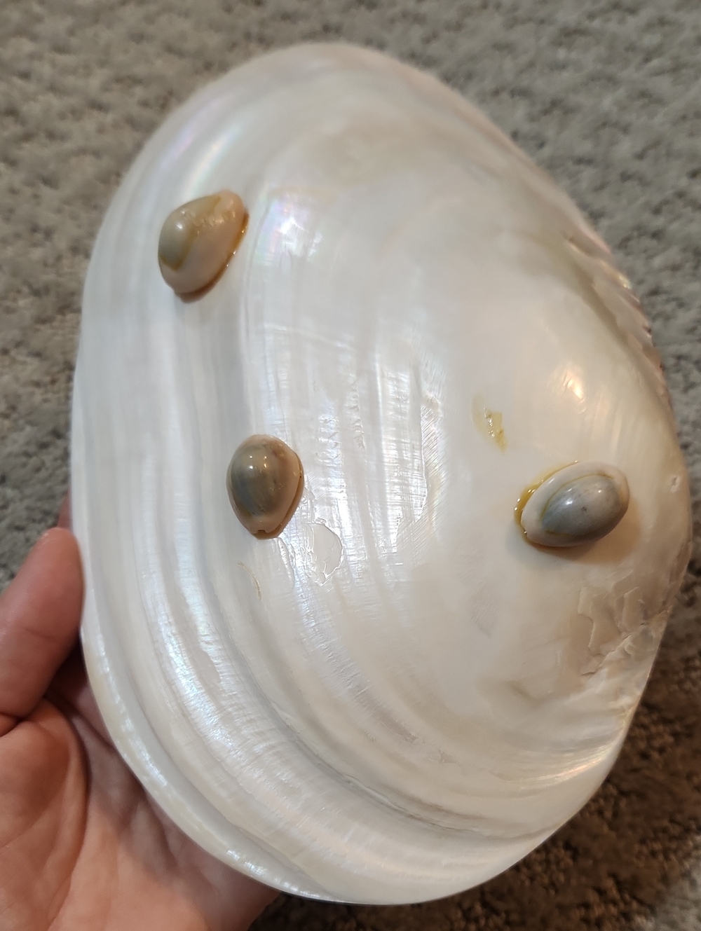 Shell Decor Iridescent Mother-of-Pearl Decorative Bowl Creamy White Iridescence - Picture 10 of 12